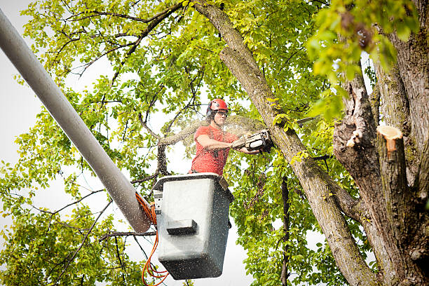 Best Tree Disease Treatment  in Knightstown, IN